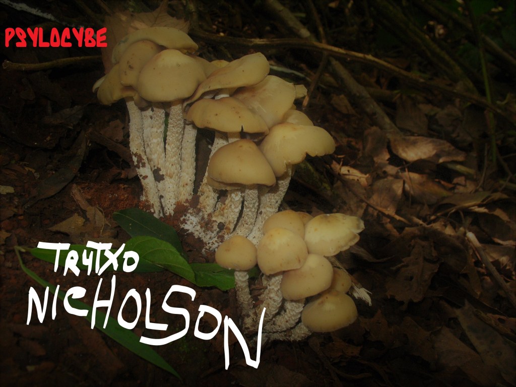 TRATXO NICHOLSON DJ
PSYLOCYBE